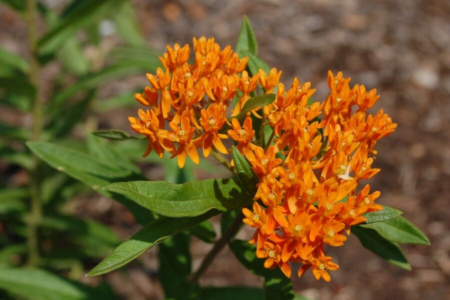 butterflyweed asclepias tuberosa v2 ftimg Butterflyweed, is a slow-to-emerge, summer-blooming Wisconsin native perennial bearing clusters of orange flowers well-known for Monarch habitats...