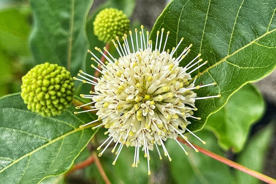 buttonbush cephalanthus occidentalis wisconsin native shrub flower v2 ftimg Buttonbush brings more than its sweet scent and charming blooms into your garden – it is a magnet for wildlife! Another common name for this shrub is …