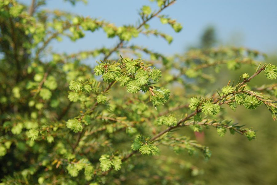 canadian hemlock tsuga canadensis eastern hemlock hemlock spruce evergreen v2 ftimg A large-growing Wisconsin native conifer with a pyramidal form, pendulous branches, attractive petite brown cones, and perfect for moist or wet soils ...