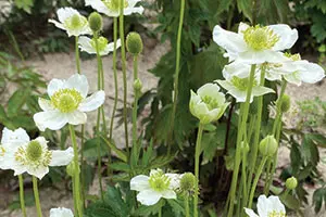 Candle Anemone | Johnson's Nursery | KB