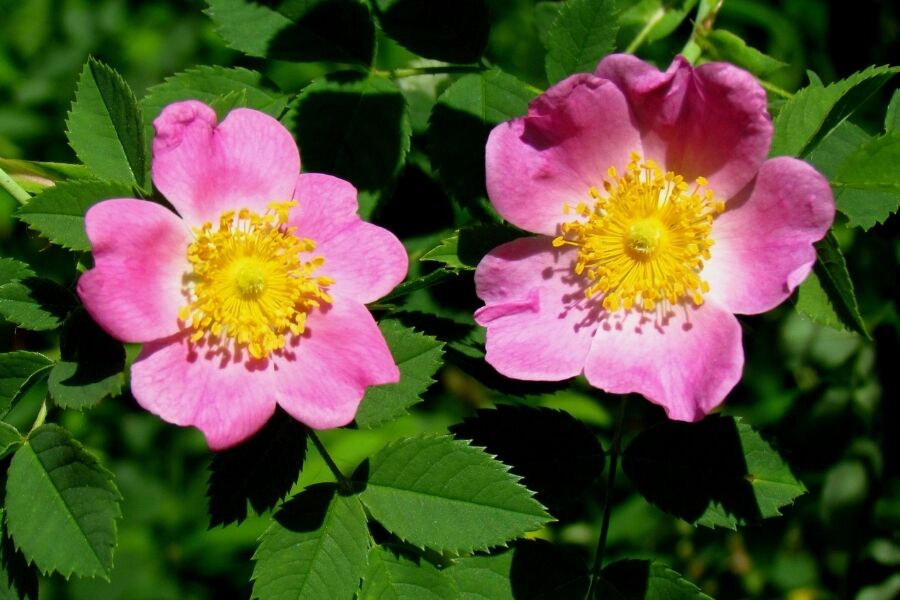 carolina rose native rosa carolina v2 ftimg Carolina Rose is a tough, adaptable native shrub found throughout Wisconsin except in a few northeast counties. Naturally growing in open thickets, fe…