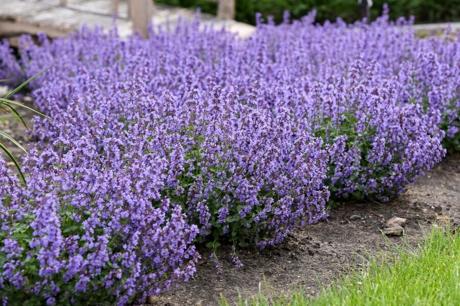 Cat's Pajamas Catmint | Johnson's Nursery | KB