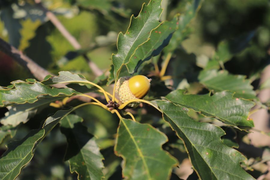 chinkapin oak quercus muehlenbergii v2 ftimg Chinkapin Oak loves alkaline soil! This tree is a reliable grower, even in the poorest of sites. The small, sweet acorns are possibly the most preferr…