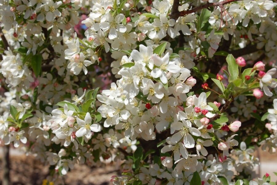 cinderella crabapple malus cinzam v2 ftimg A dwarf, compact crabapple tree that has the form of a ‘lollipop' with fragrant white spring flowers followed by golden-yellow berries in late-fa...