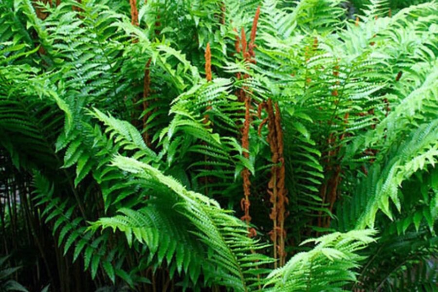 Cinnamon Fern | Johnson's Nursery | KB