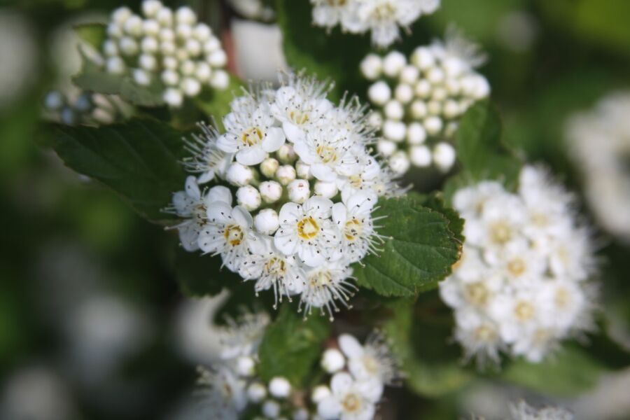 common ninebark wisconsin native shrub physocarpus opulifolius flowering v2 ftimg Common Ninebark is a tough, Wisconsin native shrub. Does it look a little wild? Yes, yes it does. Is it for everyone? Nope. But if you are looking for…