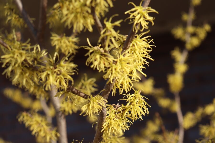 common witchhazel hamamelis virginiana wisconsin native shrub v2 ftimg A fall blooming large scale shrub, with native habitat and wildlife value, Common Witchhazel brings year round interest to wooded areas. Fragrant, fou…