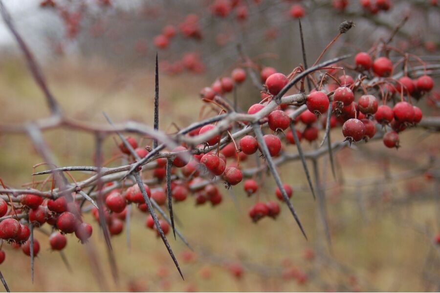 crataegus crus galli cockspur hawthorn v2 ftimg Cockspur Hawthorn is a deciduous tree that features a stunning, umbrella-shaped growth habit, spring flowers, fall fruit, and brilliant orange fall co…