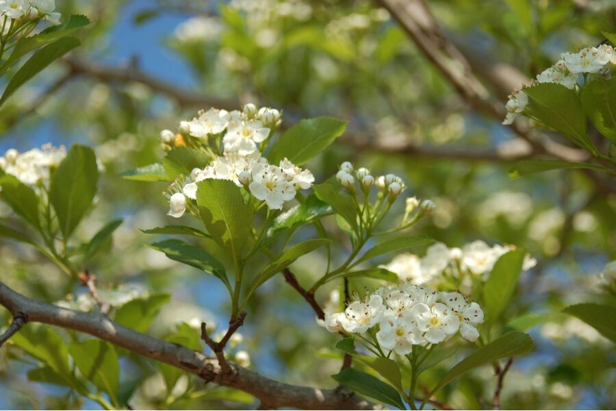 Thornless Cockspur Hawthorn | Johnson's Nursery | KB