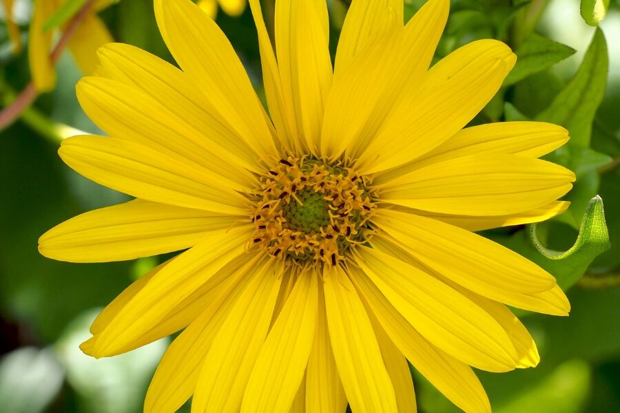 Cup Plant | Johnson's Nursery | KB