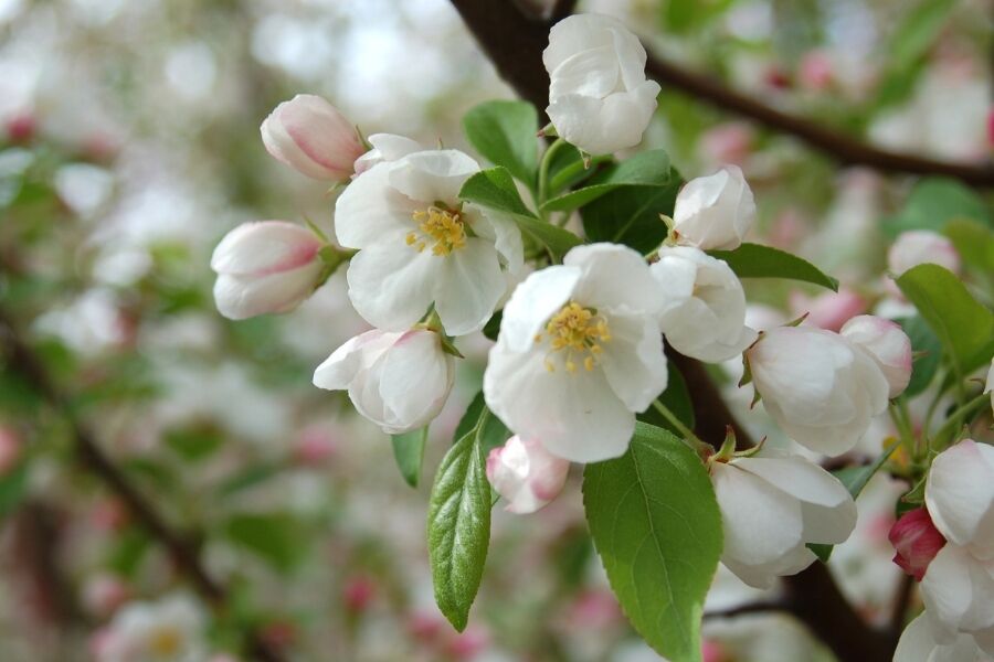 donald wyman crabapple malus donald wyman v2 ftimg Donald Wyman Crabapple is a highly regarded crabapple based on its pretty bright red, persistent fruit, its great foliage, and abundant and long-flowe…