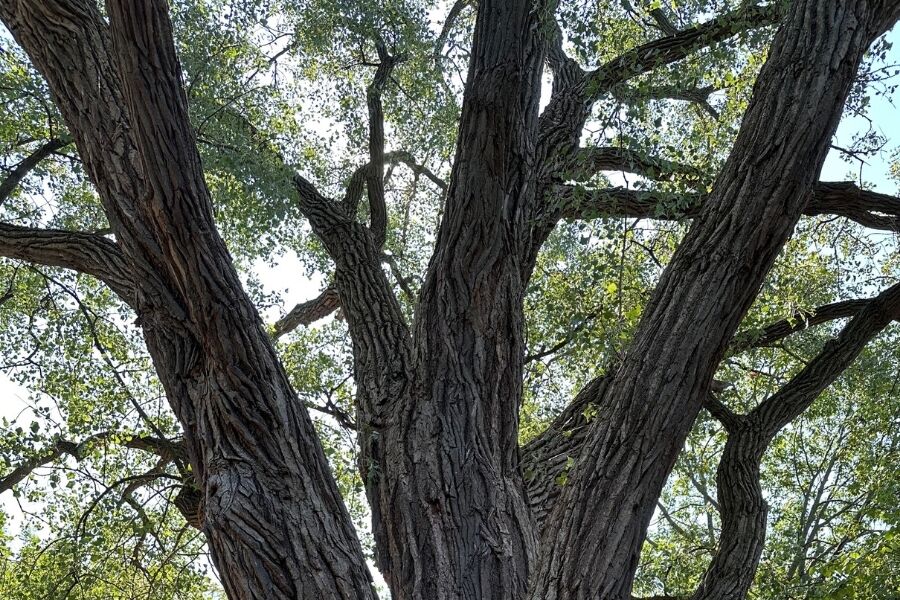 Eastern Cottonwood, Populus deltoids, is a large, fast-growing deciduous tree native to the central, southwestern, and eastern United States and porti…