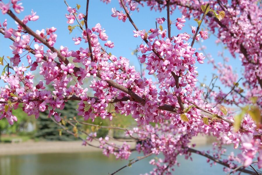 Eastern Redbud | Johnson's Nursery | KB