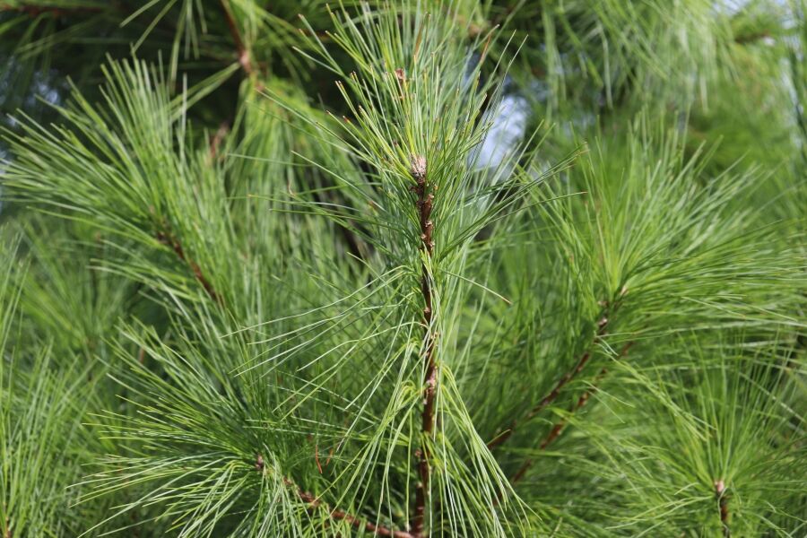eastern white pine pinus strobus at johnsons nursery wisconsin native evergreens v2 ftimg One of our most beautiful native pines, Eastern White Pine is a gentle giant playing a large role in Wisconsin's history. When planting in an appropri…