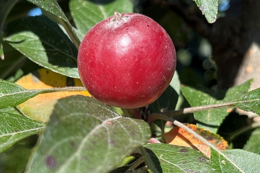 emerald spire crabapple malus jefgreen v2 ftimg An ornamental crabapple noted for its strong central leader and columnar shape. Pink buds open to light pink flowers in spring. Red fruits appear...