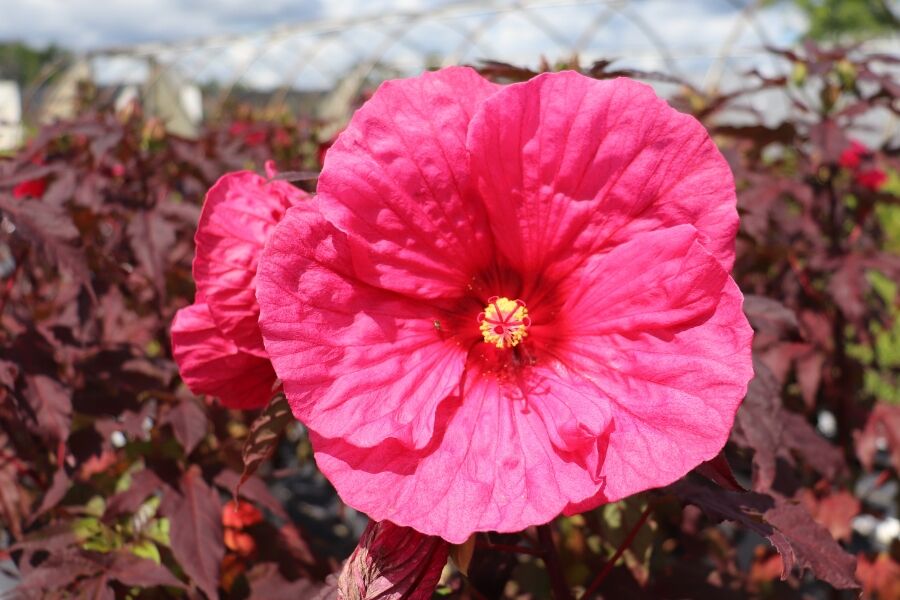 Summerific® Evening Rose Hibiscus | Johnson's Nursery | KB