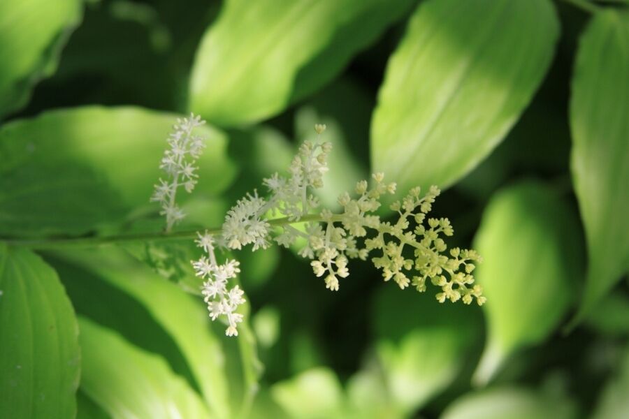 False Solomon's Seal | Johnson's Nursery | KB