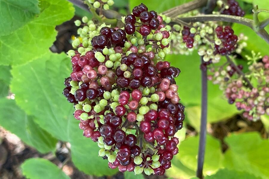 fruiting spikenard aralia racemosa wisconsin native perennial v2 ftimg Is it a perennial? Is it a shrub? No, it's Spikenard! This native, shrubby perennial thrives in the shady, moist, fertile soils of forest floors but c…