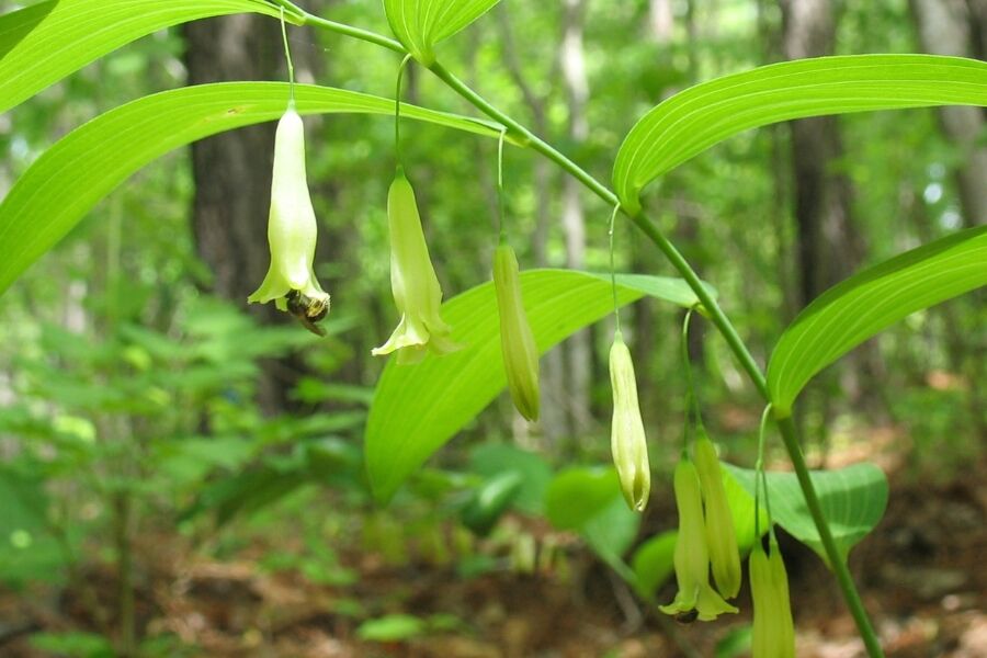 A native, rhizomatous, perennial wildflower that occurs in rich woods throughout WI and many other states. The structure boasts an upright, marvelousl…