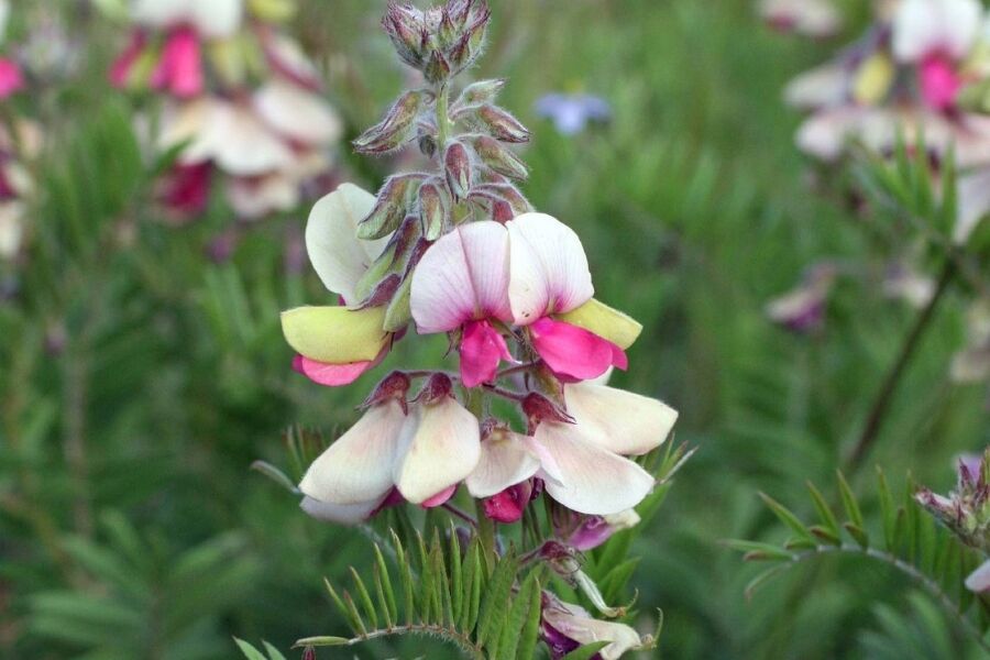 Goat's Rue | Johnson's Nursery | KB