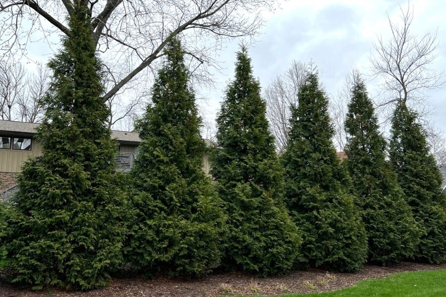 Green Giant Western Arborvitae | Johnson's Nursery | KB