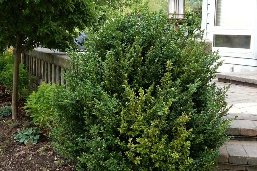 Green Mountain Boxwood | Johnson's Nursery | KB