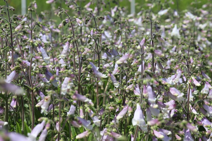 hairy penstemon hirsutus wisconsin native perennial flower v2 ftimg Hairy Penstemon is a native Wisconsin perennial with small, tubular flowers beloved by bees and humans alike. Each inch-long flower is light purple, b…