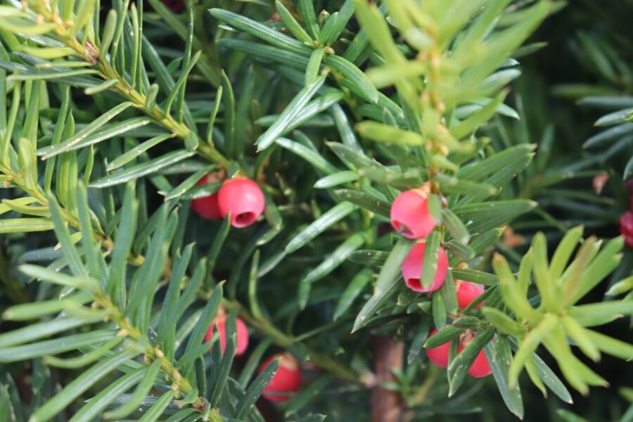 Hicks Yew | Johnson's Nursery | KB