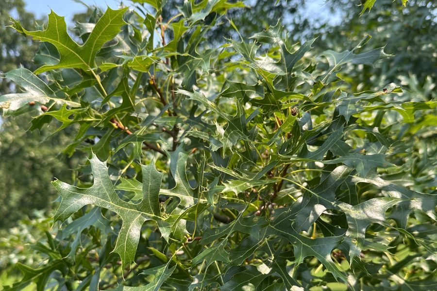 hills oak northern pin quercus ellipsoidalis v2 ftimg Hills Oak is often found on dry, acidic soils with low nutrient content. The glossy green leaves have deep sinuses, and the tree tends to hang on to l…