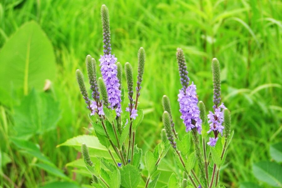Hoary Vervain | Johnson's Nursery | KB