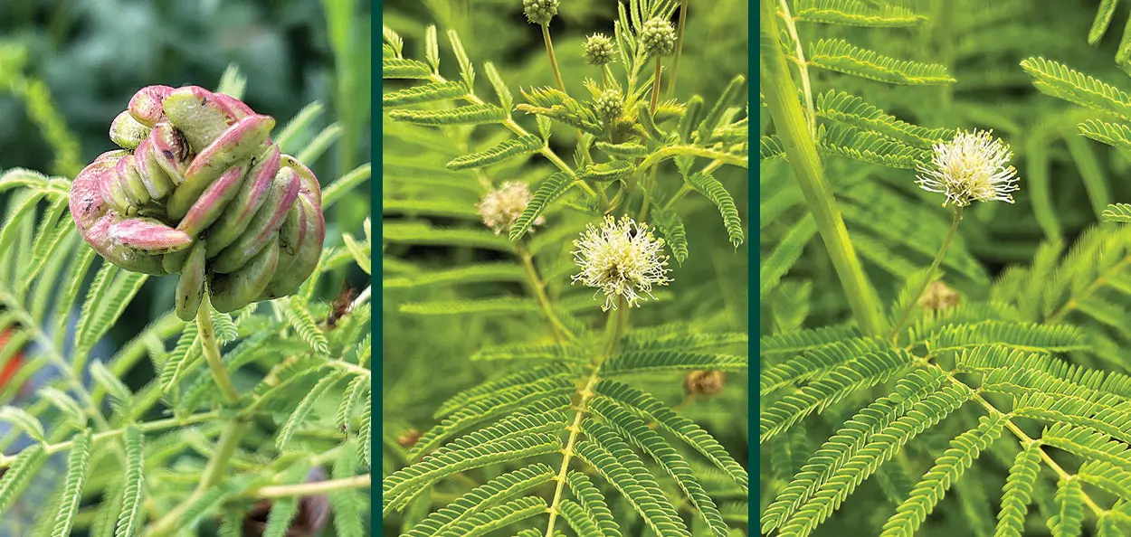 Illinois Bundle-Flower | Johnson's Nursery | Knowledgebase
