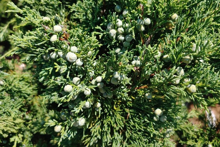 iowa juniper juniperus chinensis v2 ftimg Iowa Juniper is a slow-growing, narrow, and pyramidal evergreen that grows 10 to 15 feet tall and 5 to 6 feet wide. Dense when young, the blue-green f…
