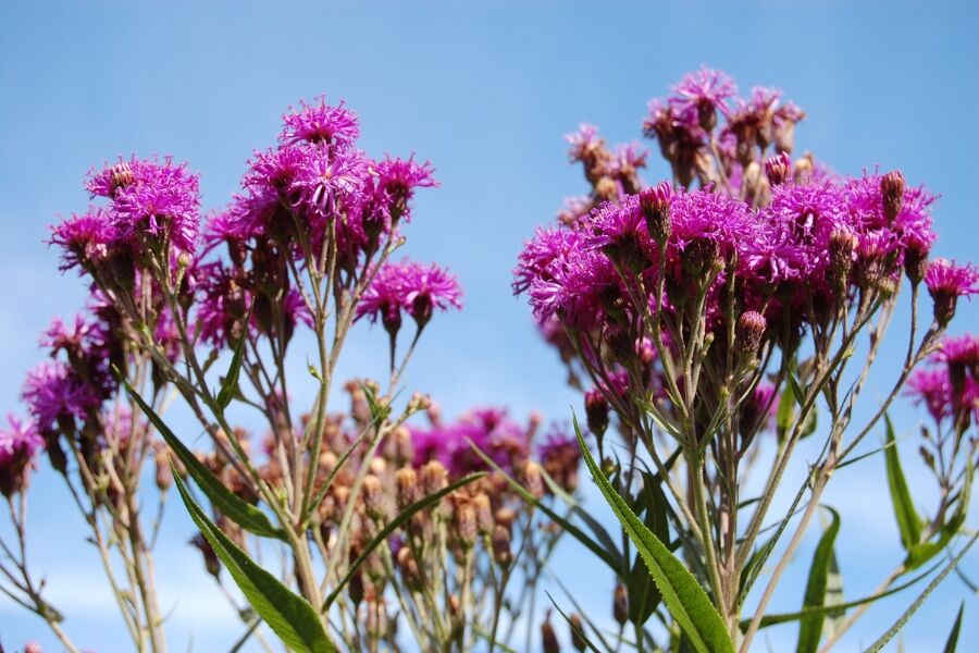 ironweed vernonia fasciculata wisconsin native perennial v2 ftimg Ironweed (Vernonia fasciculata) gets its common name for its tough, rusty green-colored stems among other "iron-like" plant characteristics. This larg…