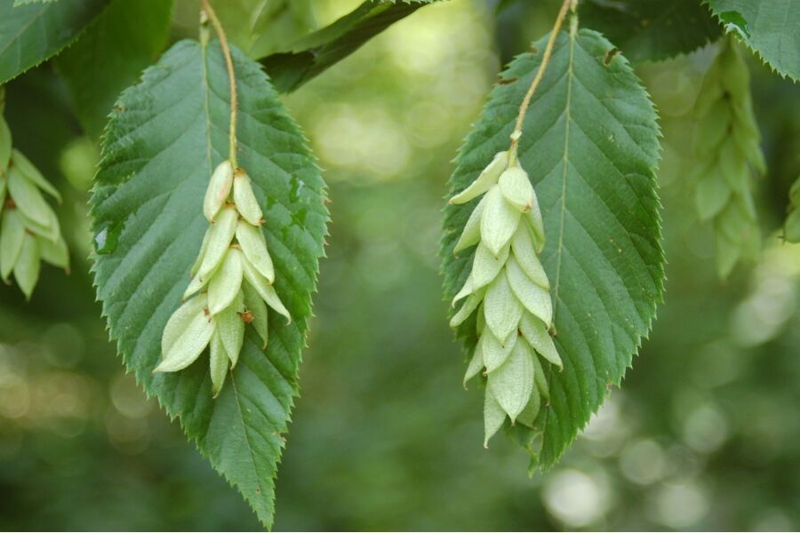 ironwood ostrya virginiana wisconsin native tree v2 ftimg Ironwood is a small, slow-growing pyramidal tree native to the dry understory in our local oak woods. Its small mature size is great for restricted sp…