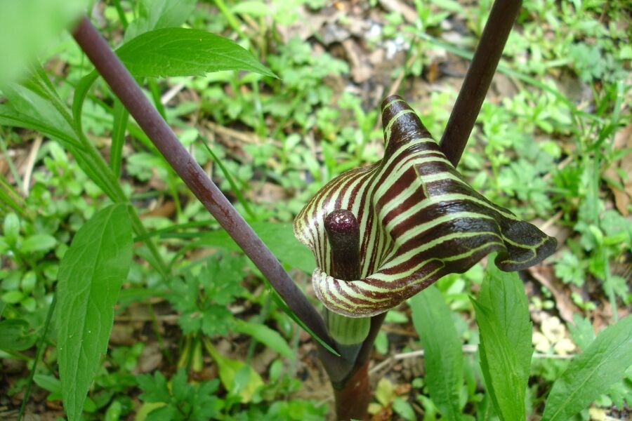 jack in the pulpit arisaema triphyllum v2 ftimg Single paired 8-12" long, 3-lobed leaves frame the unusual green and purple hooded flowers. A superb woodland plant that becomes most visible in early…