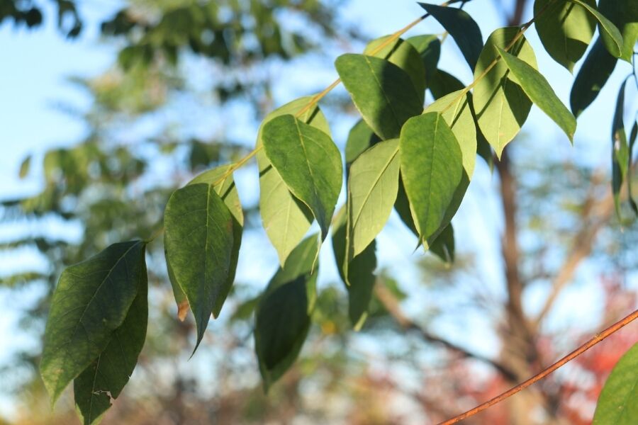 kentucky coffeetree native gymnocladus dioica v2 ftimg Gymnocladus dioica, the Kentucky Coffeetree, is a slow-growing deciduous tree in the bean family. Somewhat of an ugly duckling in youth, this tree wil…
