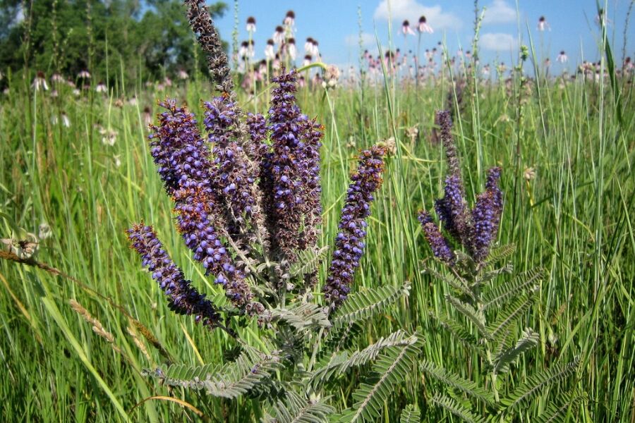 leadplant amorpha canescens wisconsin native prairie perennial flower v2 ftimg A Wisconsin native prairie plant, this wily perennial loves full sun. This is a resilient plant with a long taproot which makes it drought tolerant an…