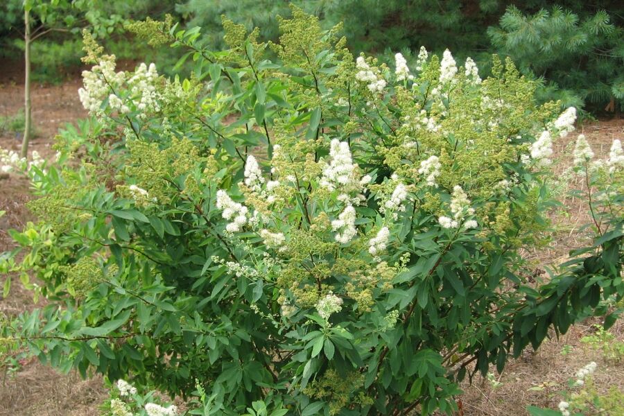 meadowsweet spiraea alba wisconsin native shrub white flower v2 ftimg Meadowsweet is a Wisconsin Native shrub that grows to be 2-4' tall, thrives in full sun and grows well in wet areas like bogs or along edges of stream…