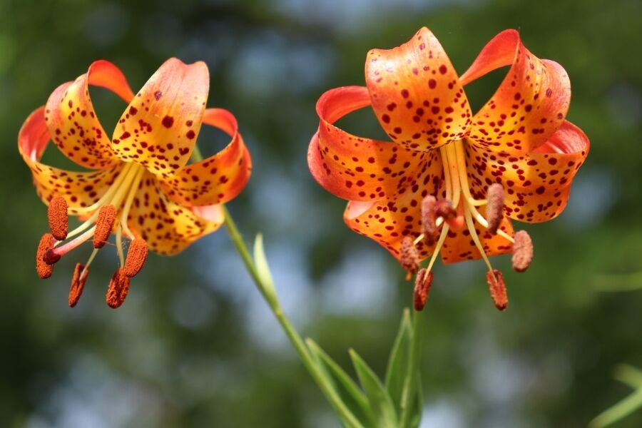 Michigan Lily | Johnson's Nursery | KB