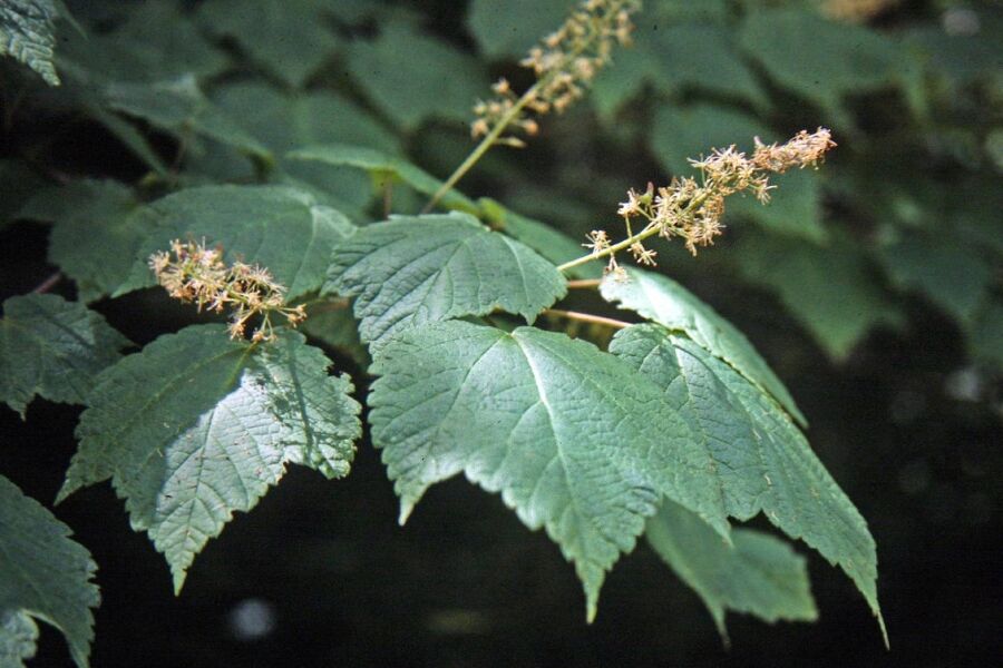mountain maple acer spicatum v2 ftimg Mountain Maple is a small, hardy, understory tree native to Northern Wisconsin that is often found in woodlands, along streams, rivers, lakes, and on …