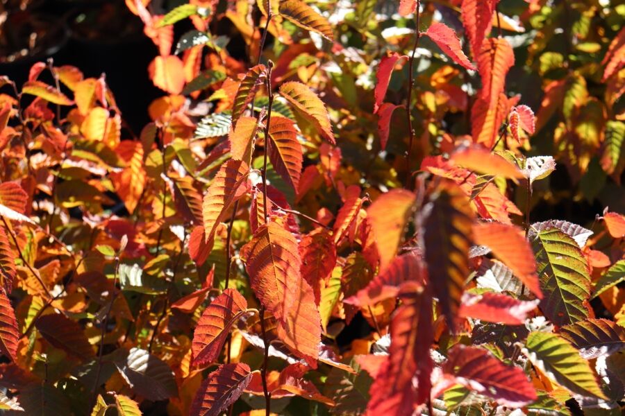 musclewood american hornbeam carpinus caroliniana wisconsin native trees v2 ftimg Musclewood is a hardy, Wisconsin native tree that exhibits beautiful fall color that ranges from yellow to orangey-red. Multiple stems give it the app…