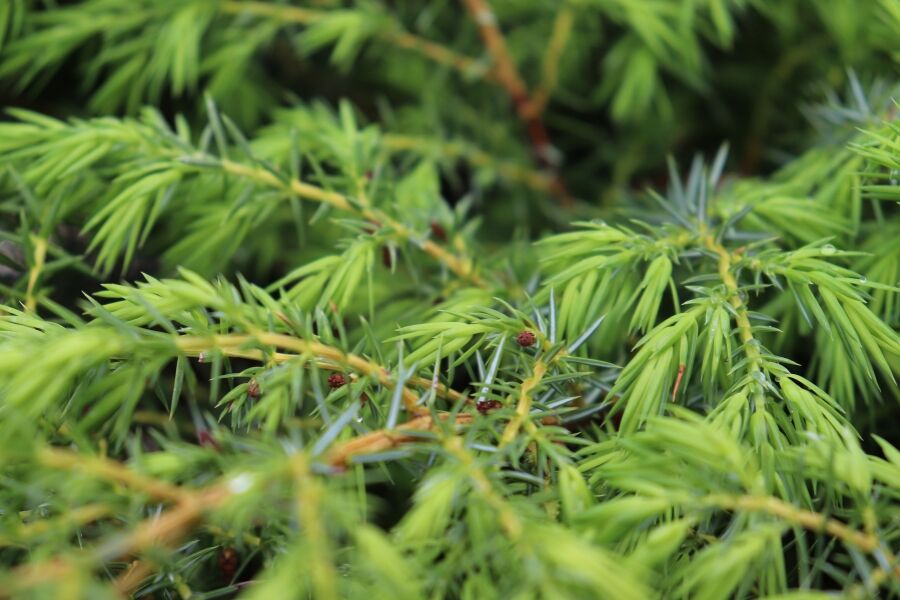Wisconsin Native Conifers | Johnson's Nursery | Knowledgebase