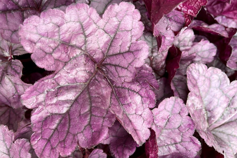 Palace Purple Coral Bells | Johnson's Nursery | KB