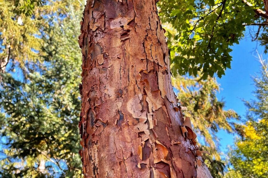 Paperbark Maple | Johnson's Nursery | KB