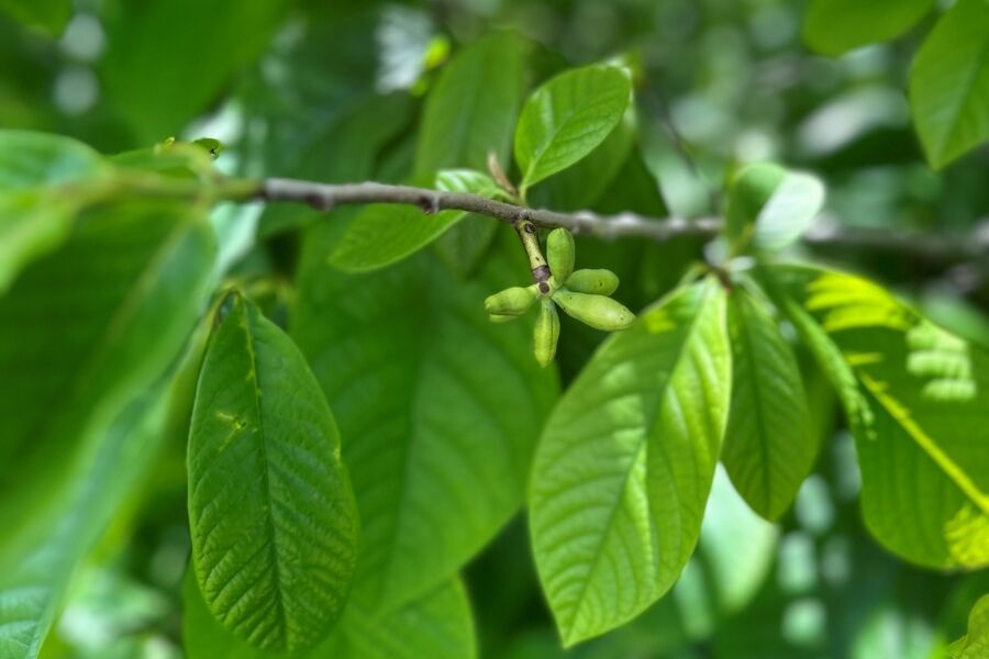 paw paw asimina triloba v2 ftimg Paw Paw is a temperate, tropical-looking tree that is native to North America. It sets relatively large fruit that tastes like a cross between a banan…