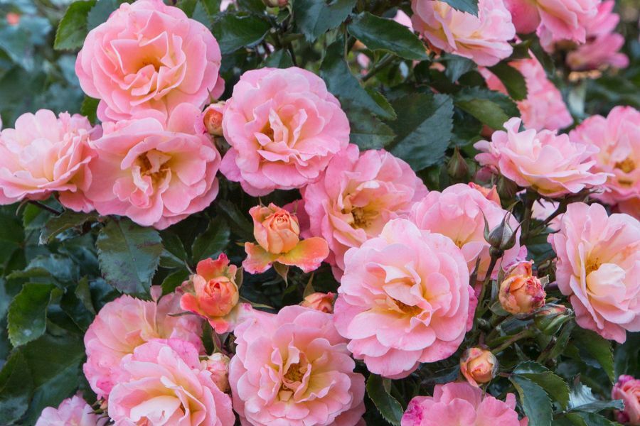 Peach Drift® Rose | Johnson's Nursery | KB