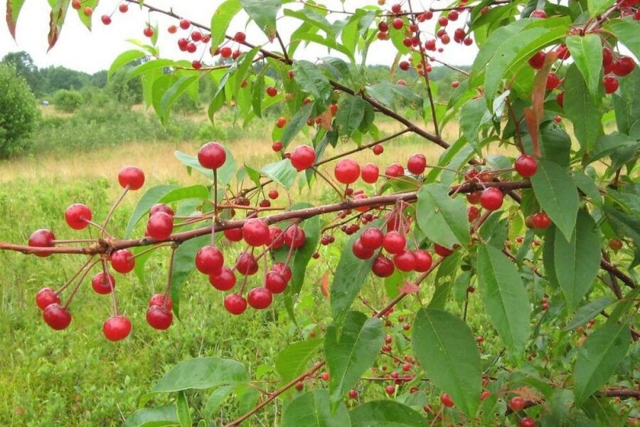 Pin Cherry | Johnson's Nursery | KB