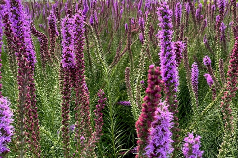 Prairie Blazing Star | Johnson's Nursery | KB