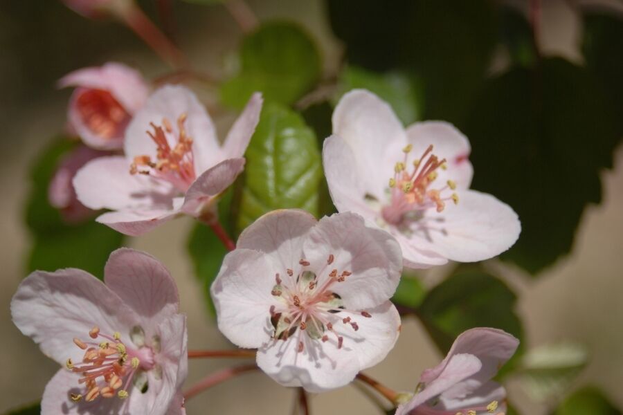 prairie crabapple malus ioensis v2 ftimg A Wisconsin native crabapple known for its soft pink to white flowers in spring, followed by larger 1" yellow/green fruits in summer. Thicket-forming tree…