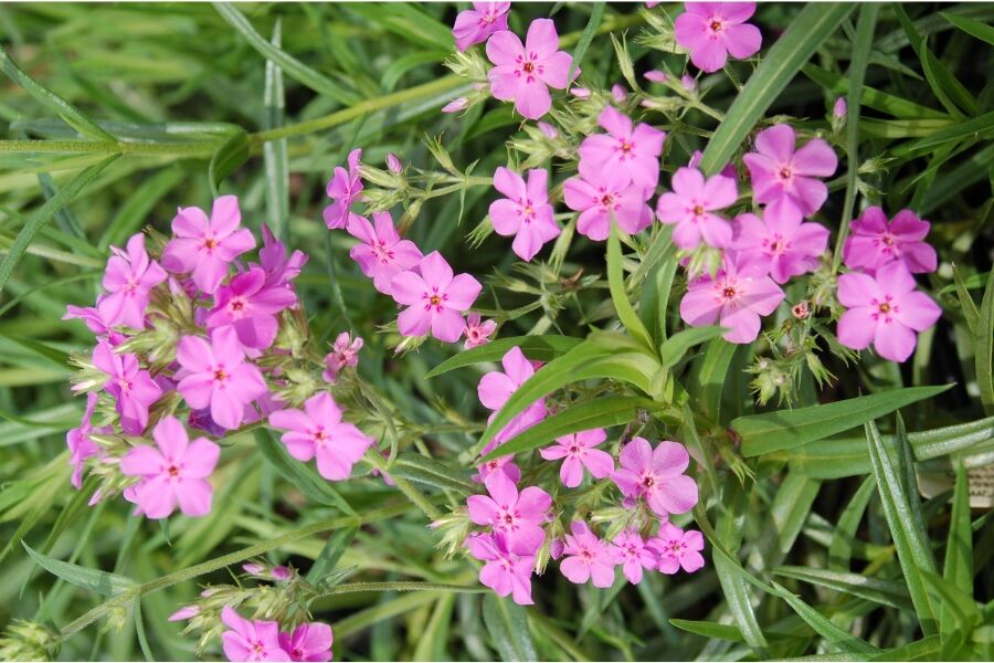 prairie phlox pilosa wisconsin native perennial v2 ftimg The German horticulturist Karl Foerster once wrote: ‘Life without phlox is a mistake.' With their adaptability to many habits, fragrances, and color v…
